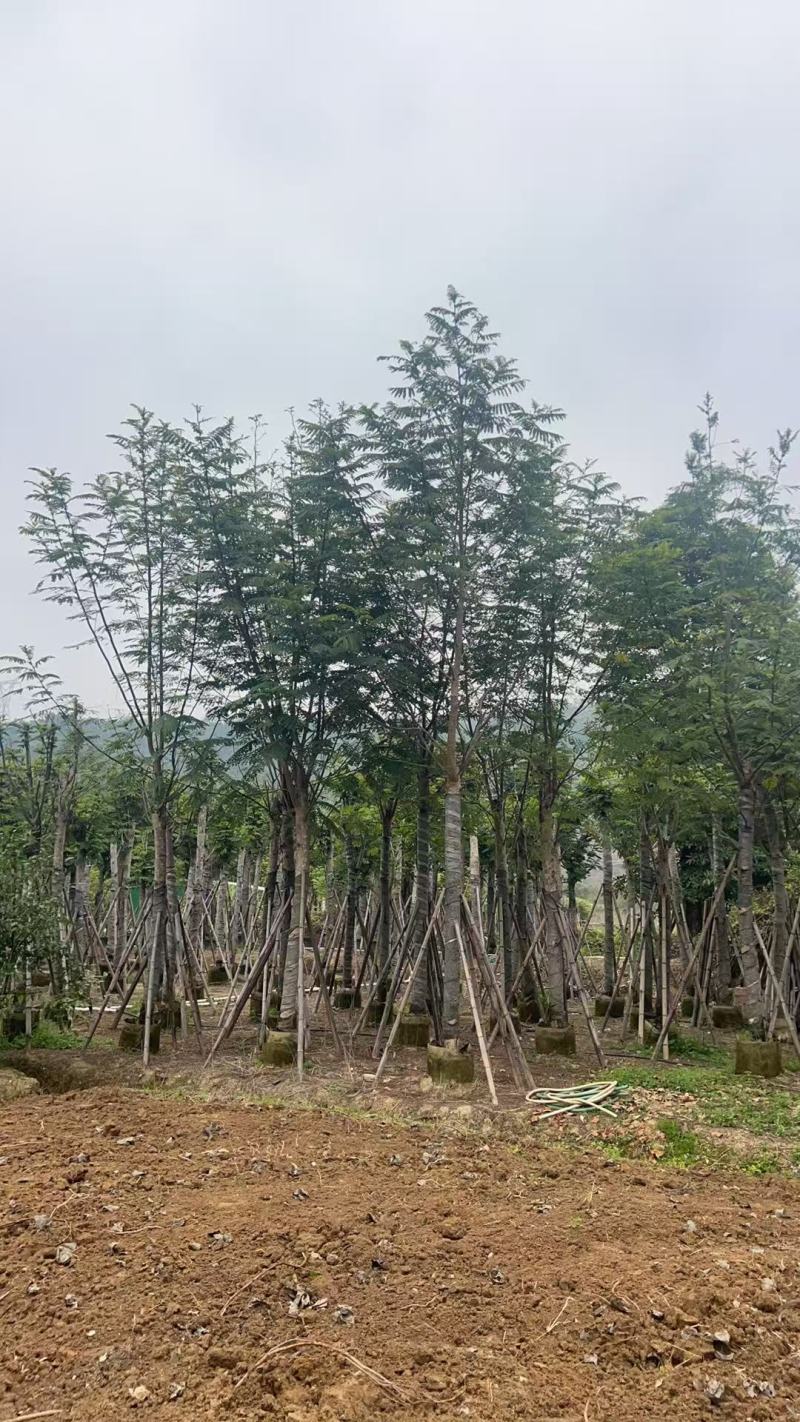 南洋楹10-18分大量出售基地现货直销规格齐全