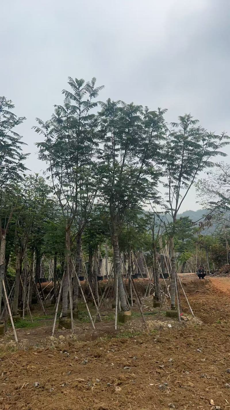 南洋楹10-18分大量出售基地现货直销规格齐全