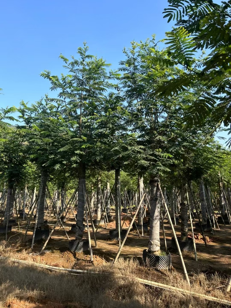 南洋楹10-18分大量出售基地现货直销规格齐全