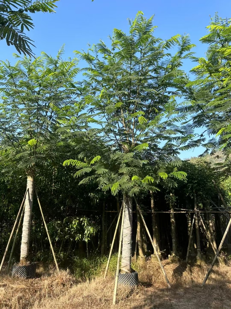 南洋楹10-18分大量出售基地现货直销规格齐全