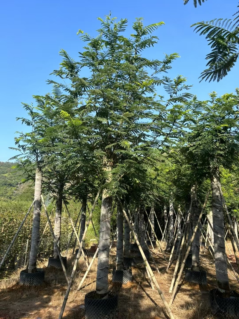 南洋楹10-18分大量出售基地现货直销规格齐全