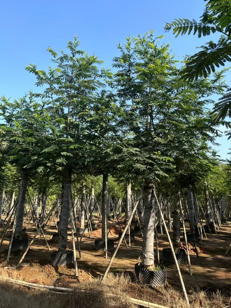 南洋楹10-18分大量出售基地现货直销规格齐全