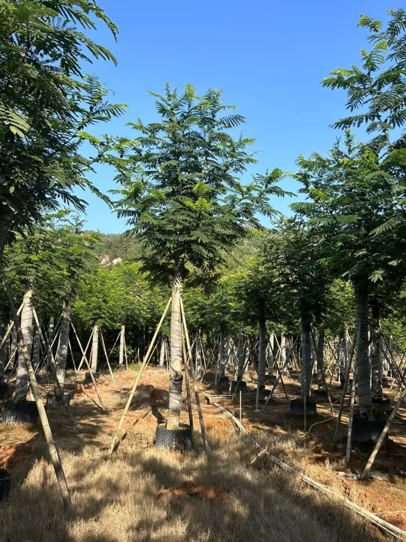 南洋楹10-18分大量出售基地现货直销规格齐全