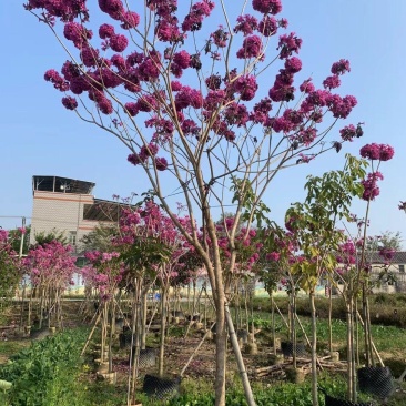 紫花风铃木3-8公分大量出售基地直销自家货源