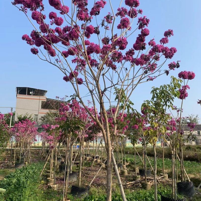 紫花风铃木3-8公分大量出售基地直销自家货源