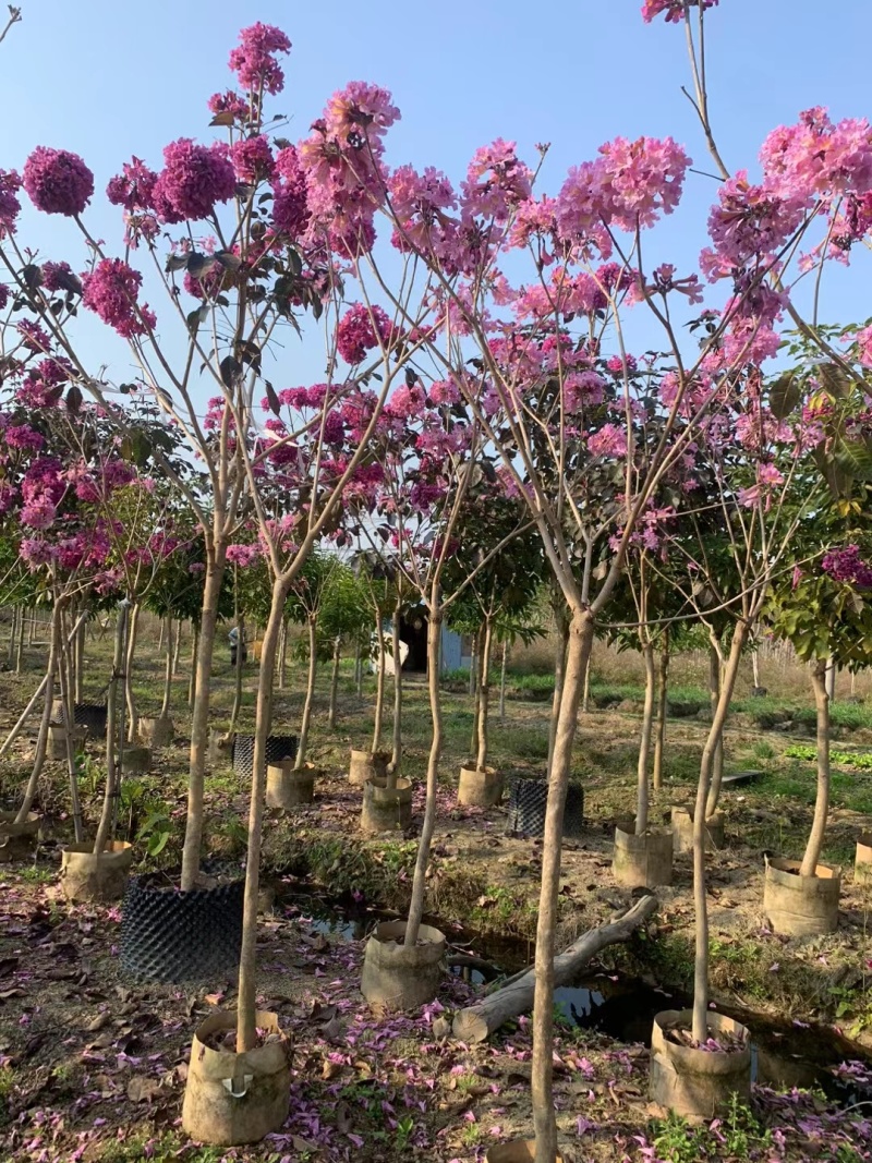 紫花风铃木3-8公分大量出售基地直销自家货源