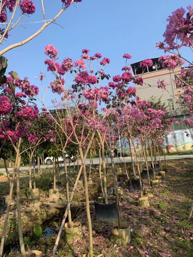 紫花风铃木3-8公分大量出售基地直销自家货源