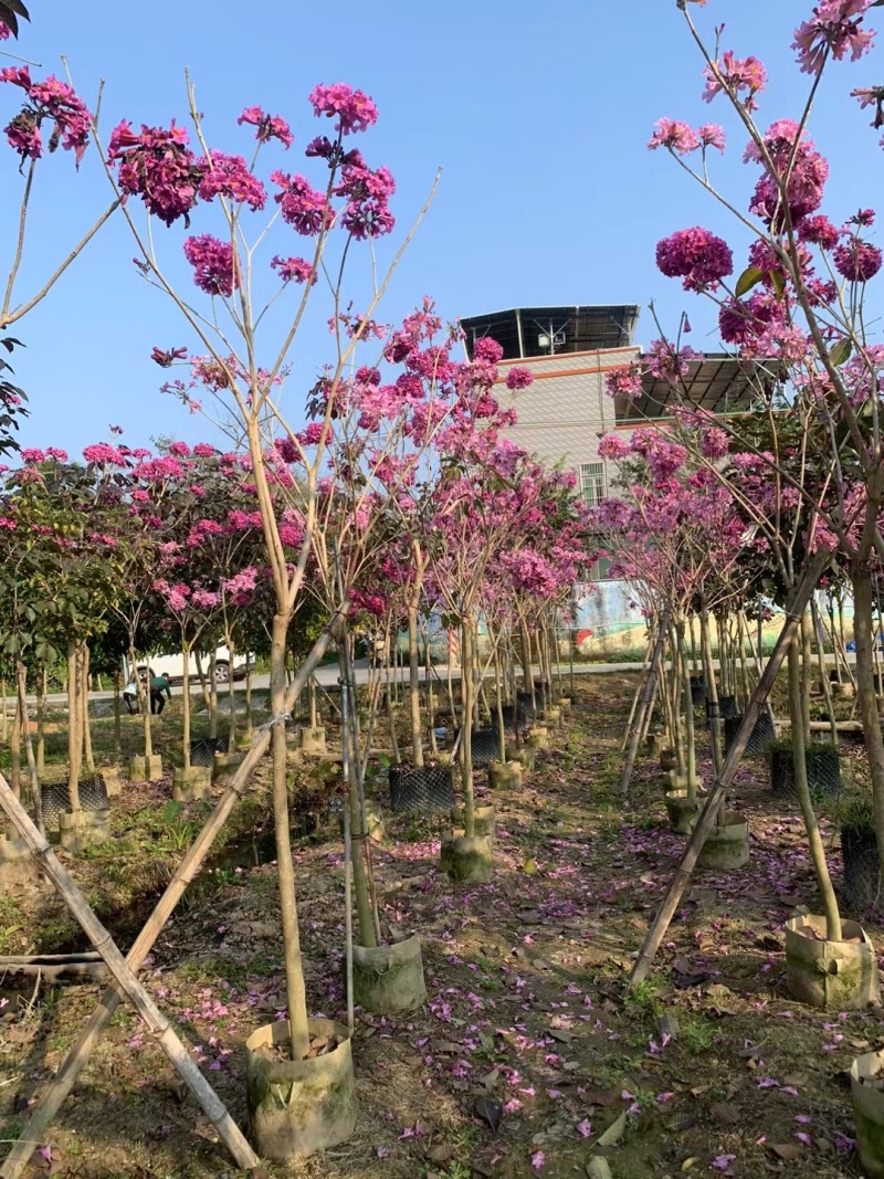 紫花风铃木3-8公分大量出售基地直销自家货源