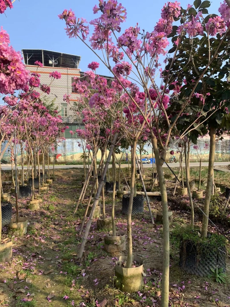 紫花风铃木3-8公分大量出售基地直销自家货源