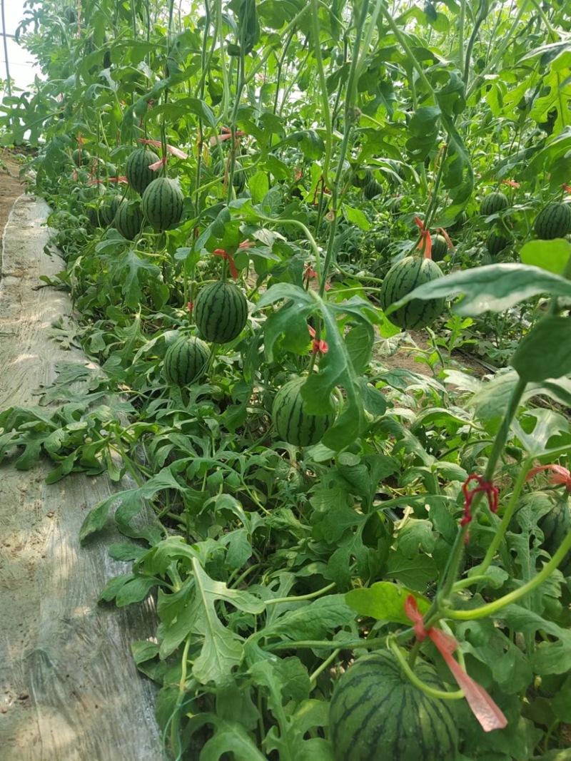珍珠红西瓜山东小吊瓜扒皮小吊瓜皮薄多汁供应电商超市代办市场