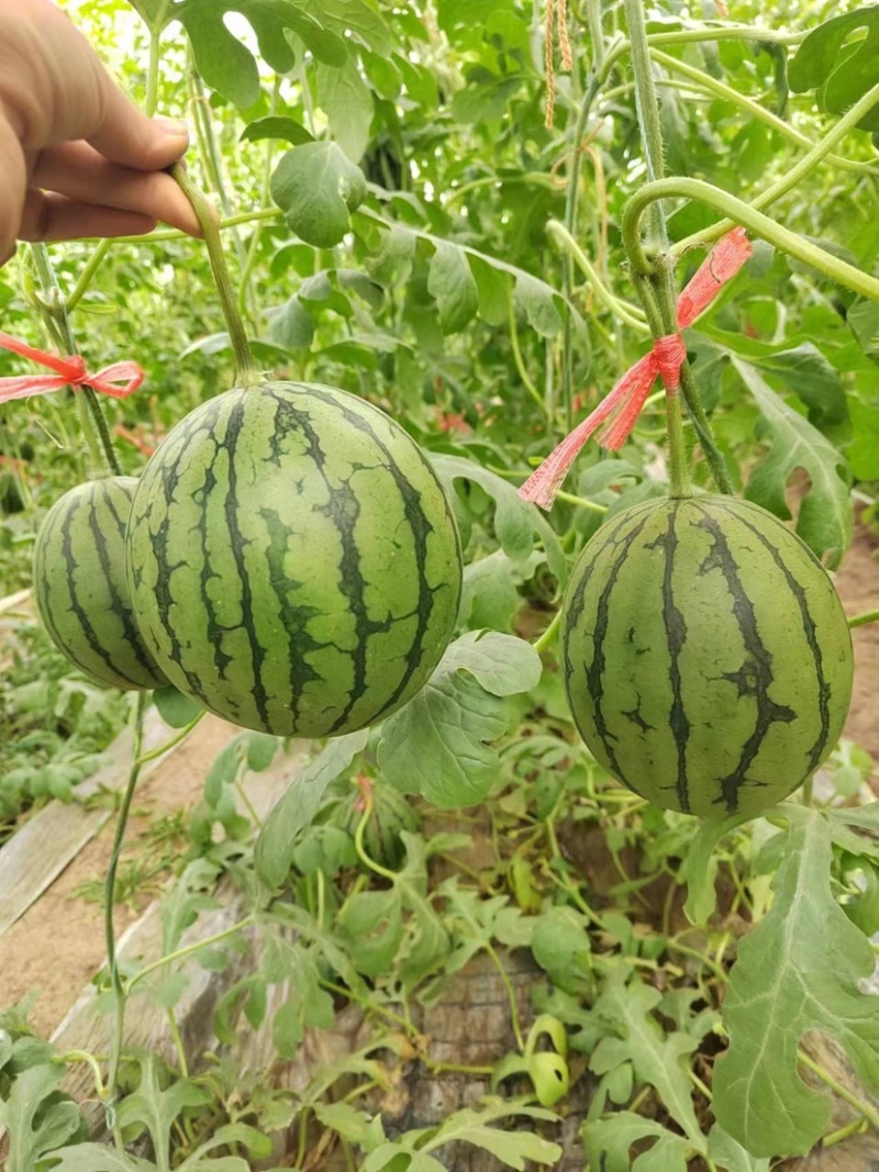 珍珠红西瓜山东小吊瓜扒皮小吊瓜皮薄多汁供应电商超市代办市场