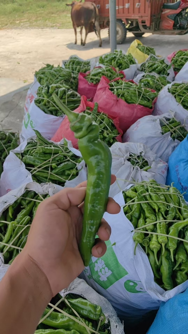 海南螺丝椒，大量上市，品质优良，欢迎咨询选购