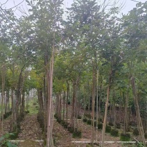 黄花风铃木原生苗1-2-3公分大量出售自家货源规格齐
