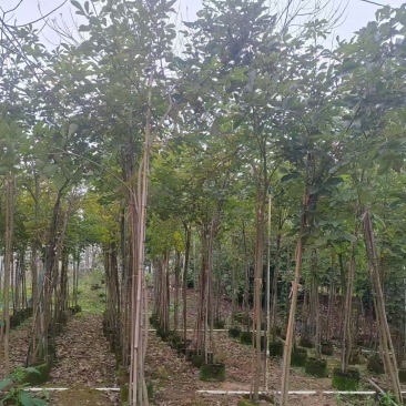 黄花风铃木原生苗1-2-3公分大量出售自家货源规格齐