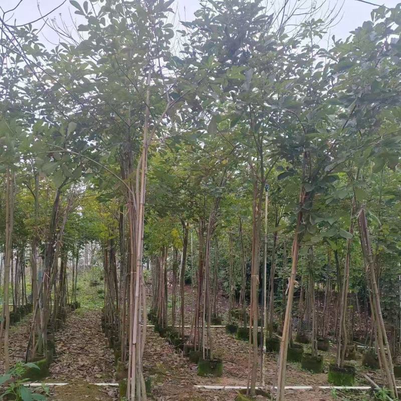 黄花风铃木原生苗1-2-3公分大量出售自家货源规格齐