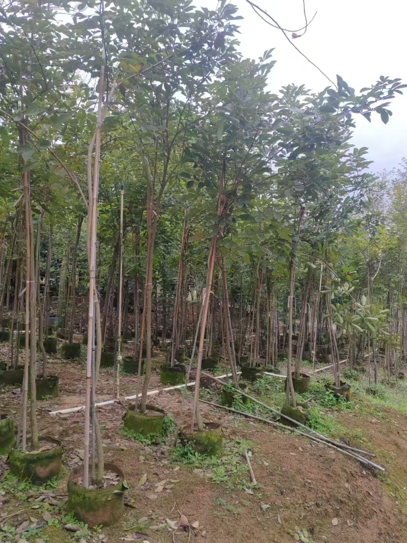 黄花风铃木原生苗1-2-3公分大量出售自家货源规格齐