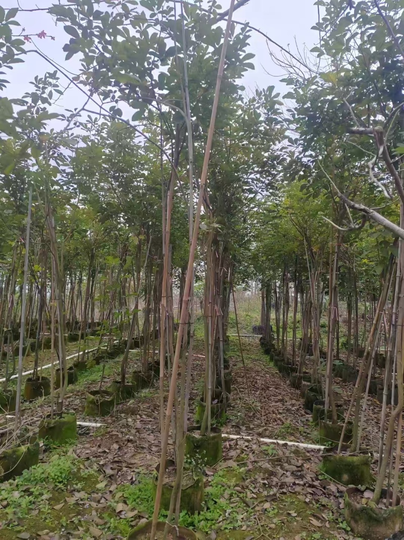 黄花风铃木原生苗1-2-3公分大量出售自家货源规格齐