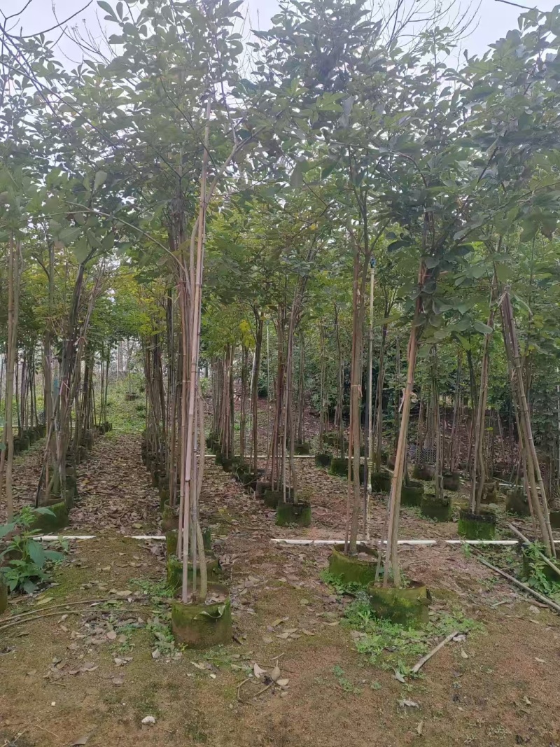 黄花风铃木原生苗1-2-3公分大量出售自家货源规格齐