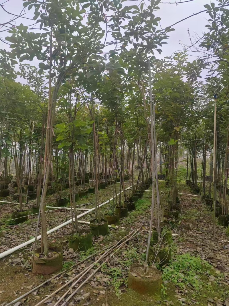 黄花风铃木原生苗1-2-3公分大量出售自家货源规格齐