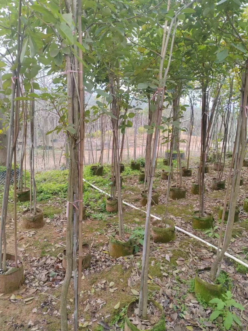 黄花风铃木原生苗1-2-3公分大量出售自家货源规格齐