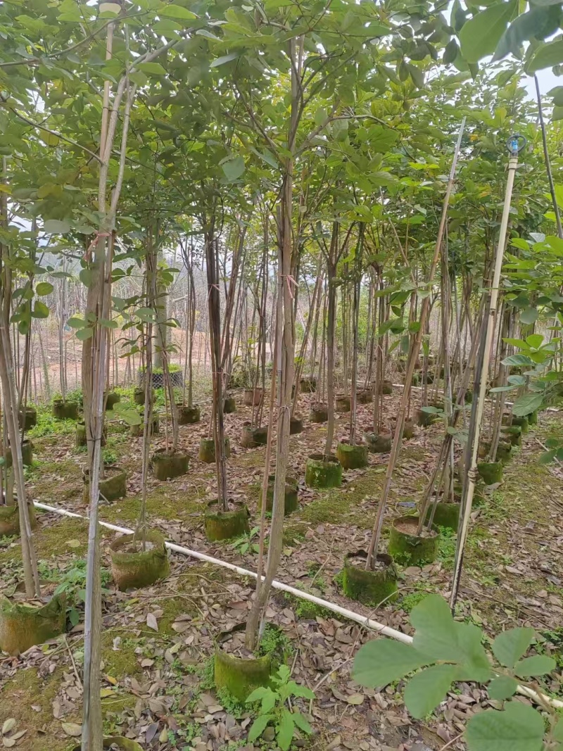 黄花风铃木原生苗1-2-3公分大量出售自家货源规格齐