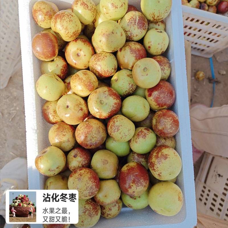 沾化冬枣大量现货