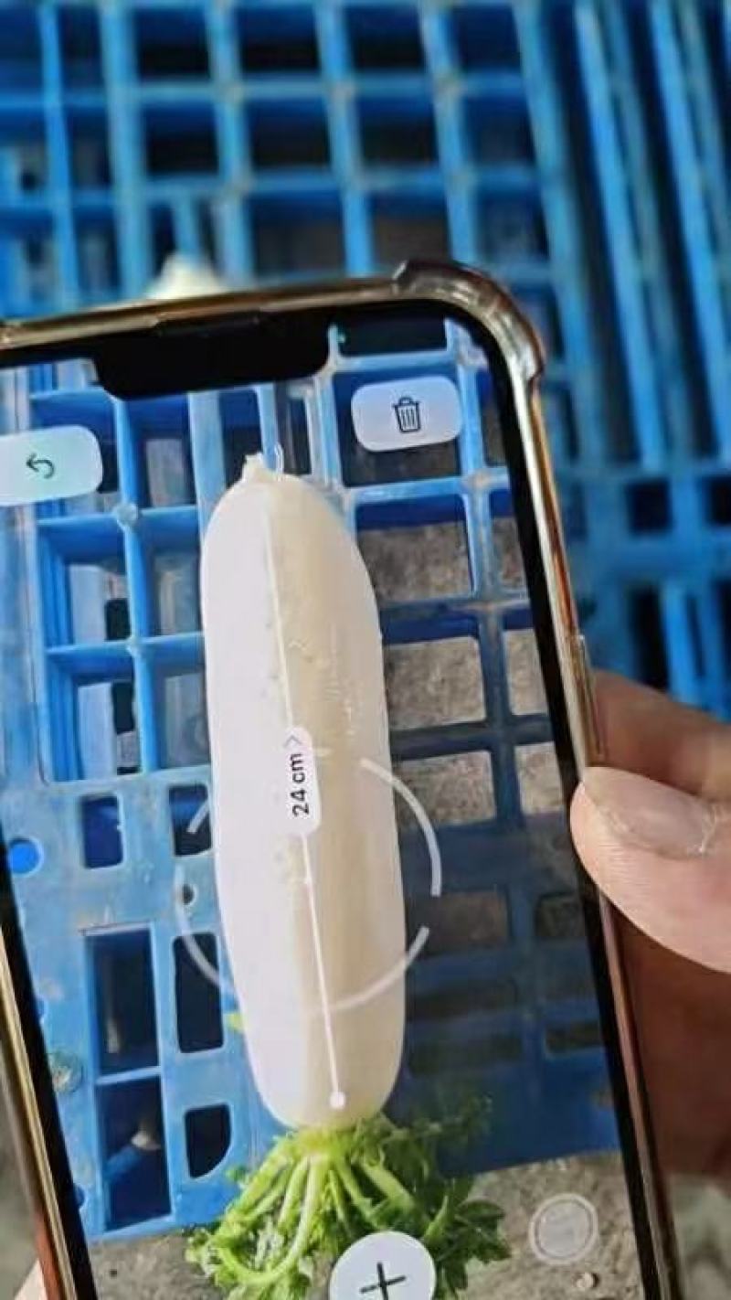 精品白萝卜产地发货一手货源批发价格便宜品质保证欢迎合作
