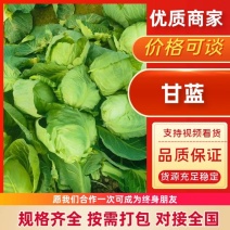 精品甘蓝产地直供/大量有货对接批发市场档口超市等