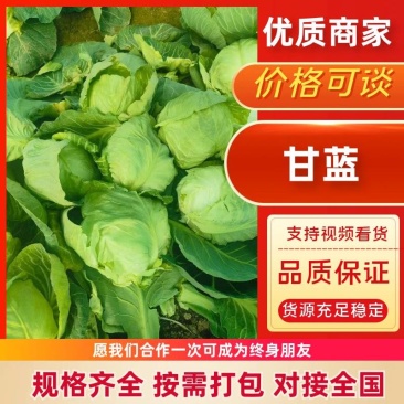 精品甘蓝产地直供/大量有货对接批发市场档口超市等