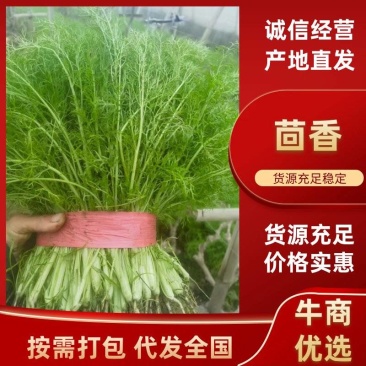 精品茴香产地直供大量有货，供超市批发市场等，价格合理