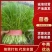 精品茴香产地直供大量有货，供超市批发市场等，价格合理