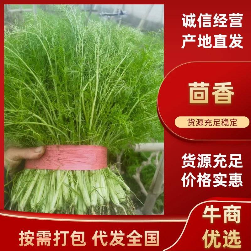 精品茴香产地直供大量有货，供超市批发市场等，价格合理