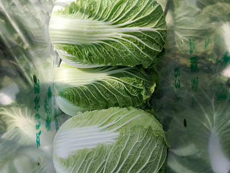 精品黄心白菜产地发货一手货源批发价格便宜欢迎全国客户