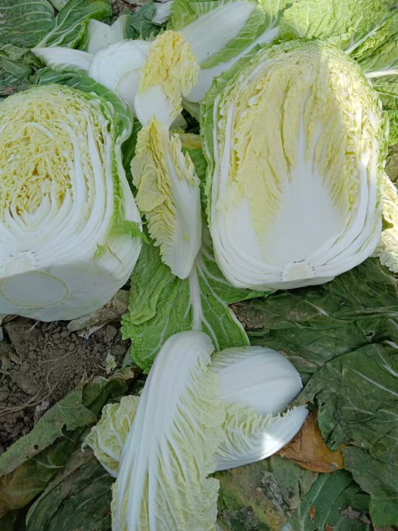 精品黄心白菜产地发货一手货源批发价格便宜欢迎全国客户