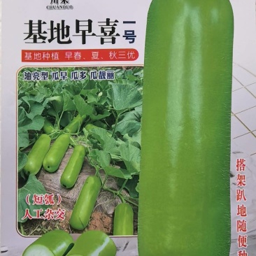 瓠瓜种子基地早喜一号早熟结瓜多油绿顺直商品性好产量高