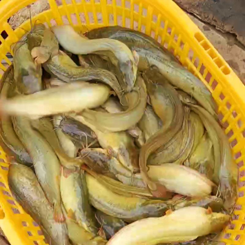 杂交三黄塘角鱼全母规格