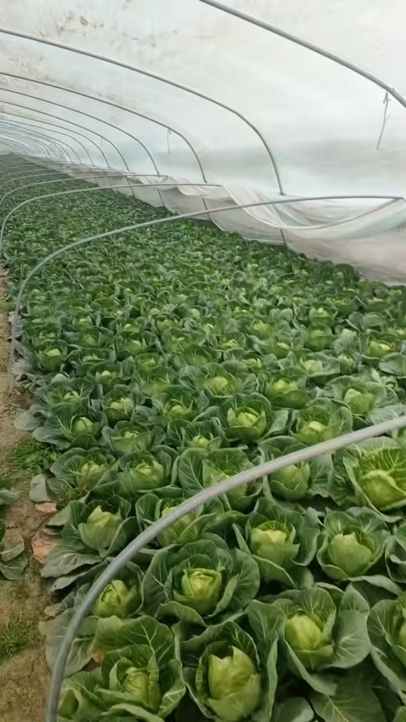 安徽精品包菜，品质保证，一手货源，一条龙服务。