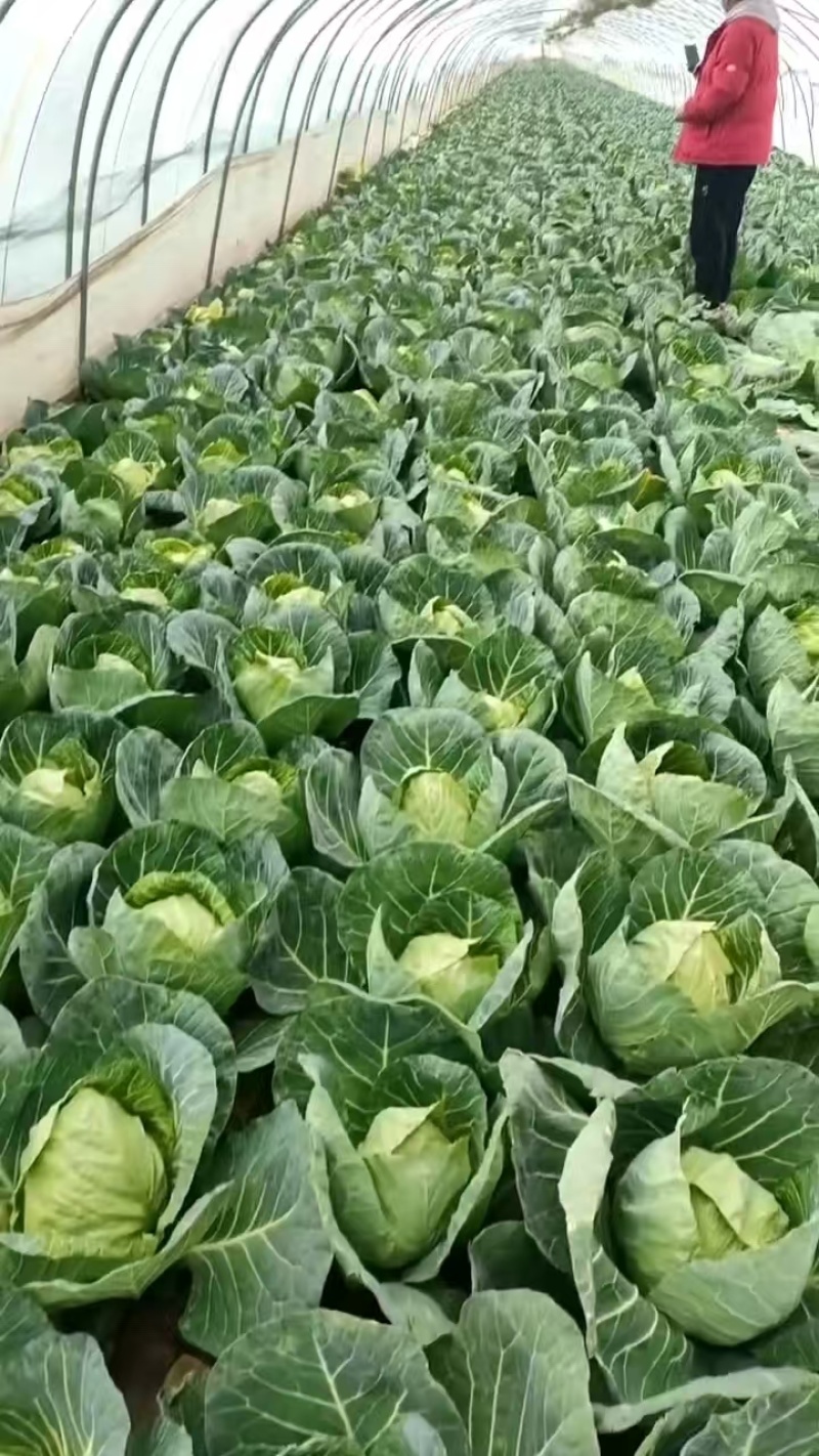 安徽精品包菜，品质保证，一手货源，一条龙服务。
