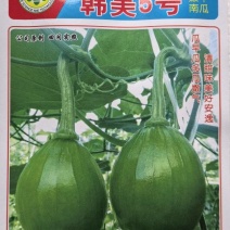 南瓜种子韩美5号青皮黄肉高品质早熟嫩南瓜结瓜多味美