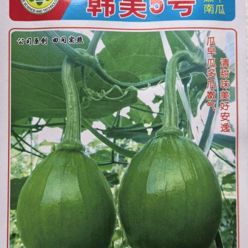 南瓜种子韩美5号青皮黄肉高品质早熟嫩南瓜结瓜多味美