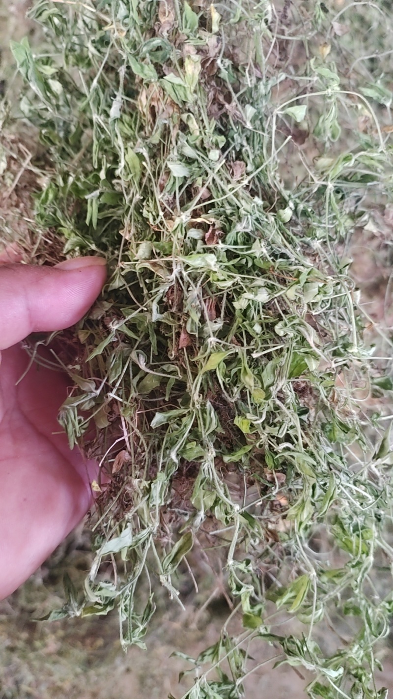 黄毛耳草，金毛耳草