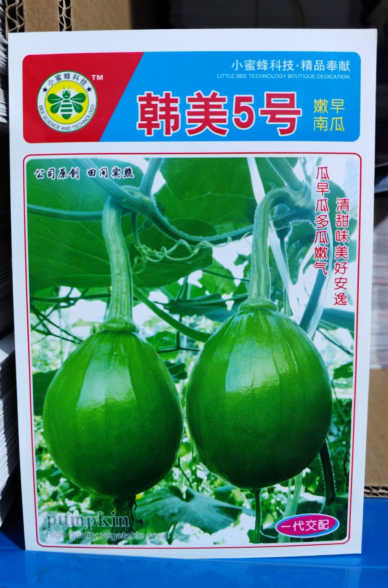 南瓜种子韩美5号青皮黄肉高品质早熟嫩南瓜结瓜多味美