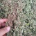 黄毛耳草，金毛耳草