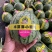 早春红玉西瓜安徽小糖丸手撕西瓜承接商超电商代收代发