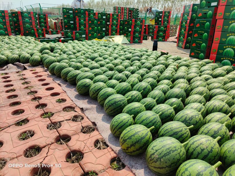 早春红玉西瓜安徽小糖丸手撕西瓜承接商超电商代收代发