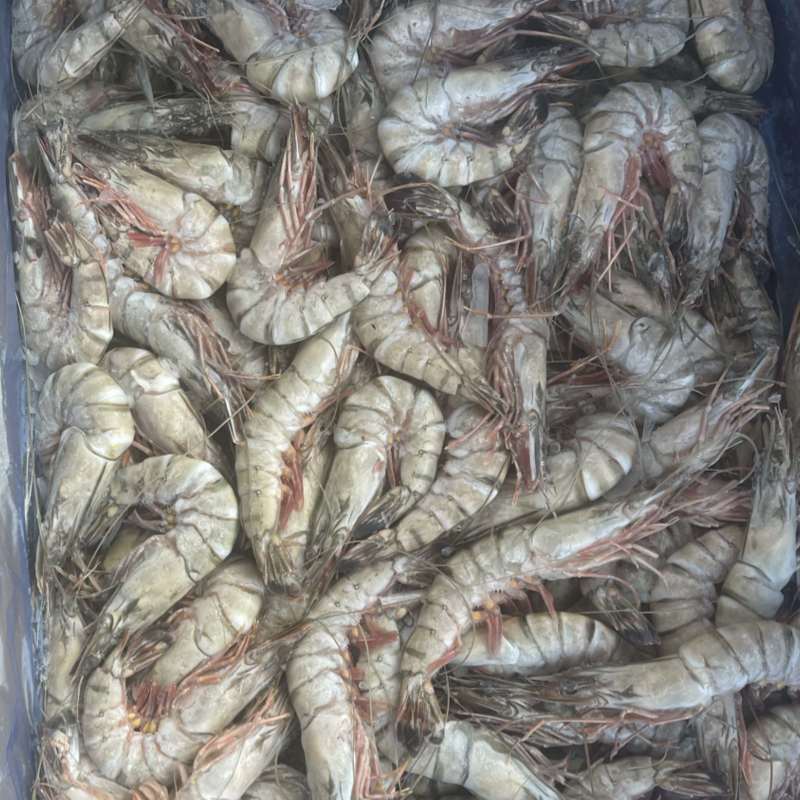 黑虎虾批发零售