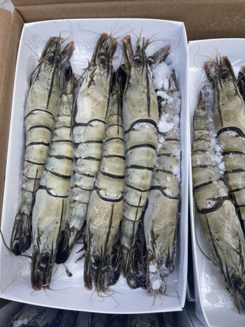 黑虎虾批发零售