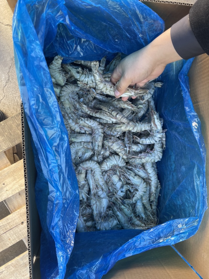 黑虎虾批发零售