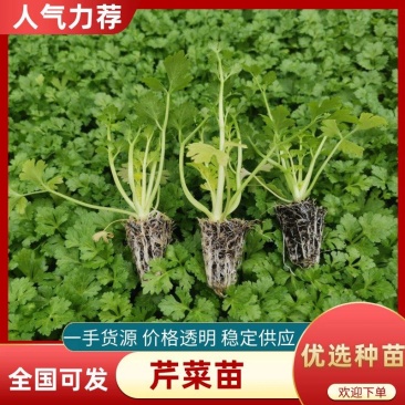 芹菜苗西芹苗全国发货免费技术指导存活率高蔬菜苗