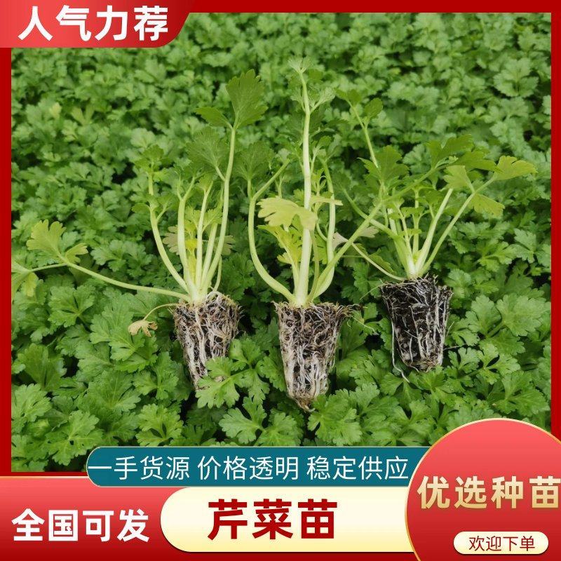 芹菜苗西芹苗全国发货免费技术指导存活率高蔬菜苗